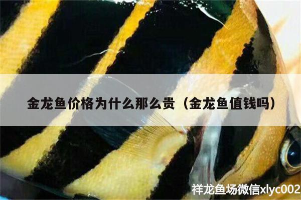 金龍魚價格為什么那么貴（金龍魚值錢嗎） 白子銀龍魚苗