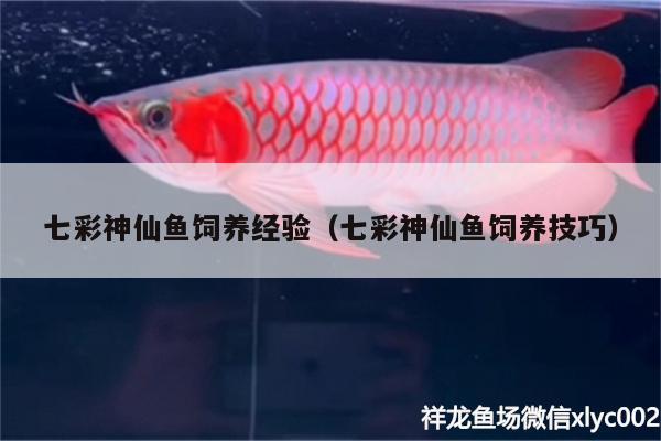 七彩神仙魚飼養(yǎng)經(jīng)驗（七彩神仙魚飼養(yǎng)技巧）