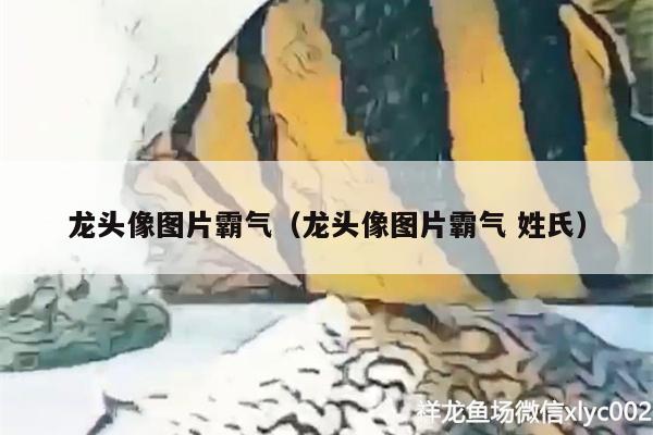 龍頭像圖片霸氣（龍頭像圖片霸氣姓氏）