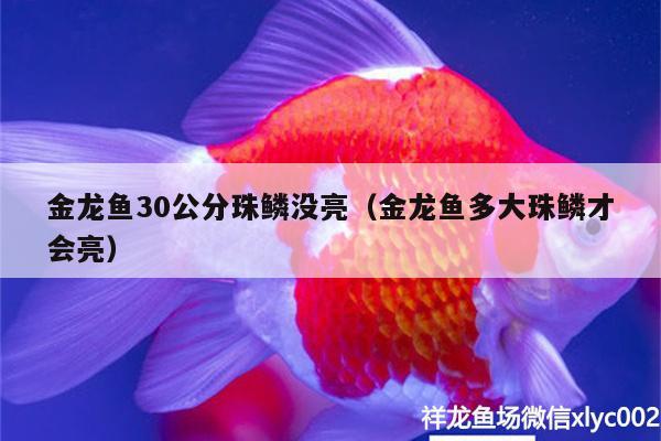 金龍魚30公分珠鱗沒亮（金龍魚多大珠鱗才會亮） 水族世界