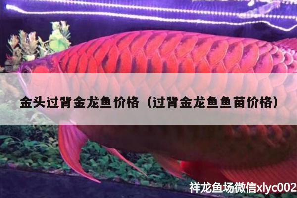 金頭過背金龍魚價格（過背金龍魚魚苗價格） 金龍魚百科