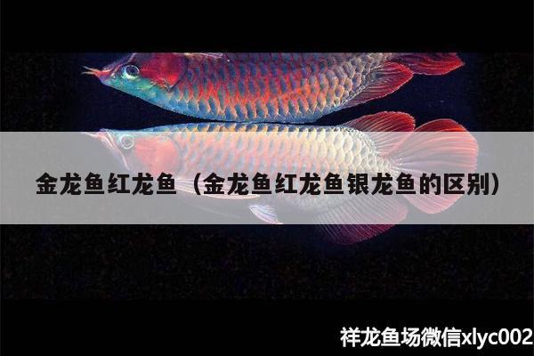 金龍魚(yú)紅龍魚(yú)（金龍魚(yú)紅龍魚(yú)銀龍魚(yú)的區(qū)別） 銀龍魚(yú)百科