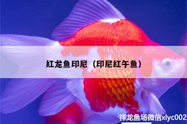 紅龍魚(yú)印尼（印尼紅午魚(yú)）