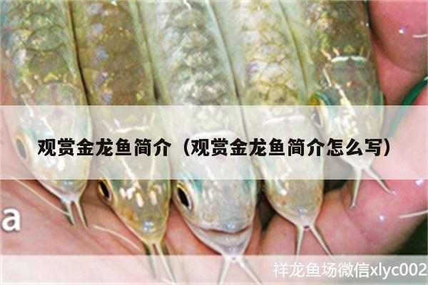 觀賞金龍魚簡(jiǎn)介（觀賞金龍魚簡(jiǎn)介怎么寫）