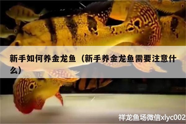 新手如何養(yǎng)金龍魚（新手養(yǎng)金龍魚需要注意什么） 紅老虎魚