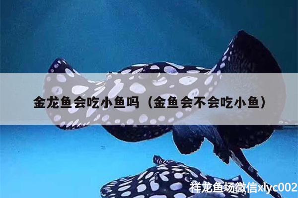 金龍魚會吃小魚嗎（金魚會不會吃小魚）