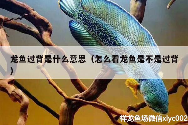 龍魚過(guò)背是什么意思（怎么看龍魚是不是過(guò)背）