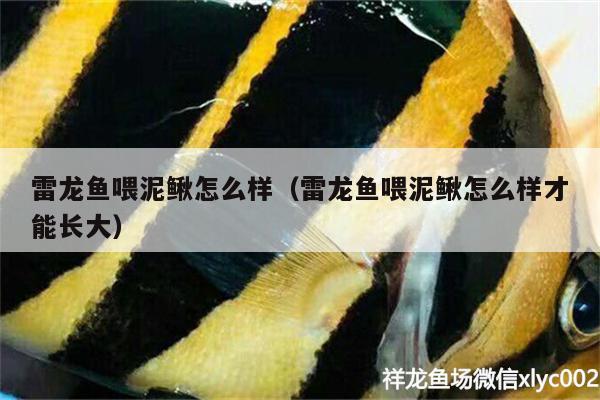 雷龍魚(yú)喂泥鰍怎么樣（雷龍魚(yú)喂泥鰍怎么樣才能長(zhǎng)大） 紅頭利魚(yú)