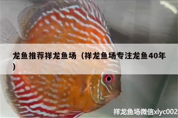 龍魚(yú)推薦祥龍魚(yú)場(chǎng)（祥龍魚(yú)場(chǎng)專(zhuān)注龍魚(yú)40年） 祥龍魚(yú)場(chǎng)