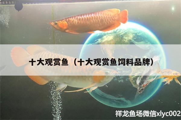 十大觀賞魚(yú)（十大觀賞魚(yú)飼料品牌） 銀古魚(yú)苗