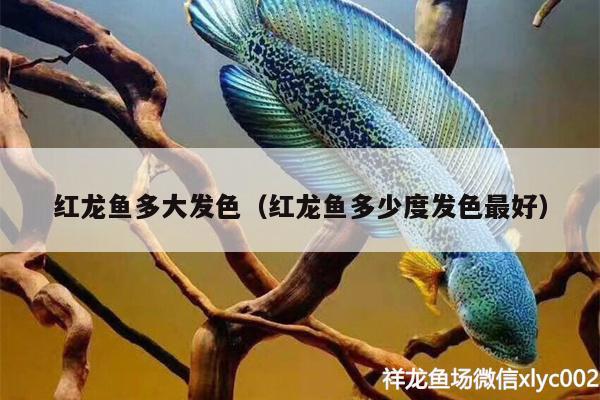 紅龍魚多大發(fā)色（紅龍魚多少度發(fā)色最好） PH調(diào)節(jié)劑