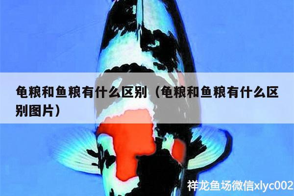 龜糧和魚(yú)糧有什么區(qū)別（龜糧和魚(yú)糧有什么區(qū)別圖片） 烏龜