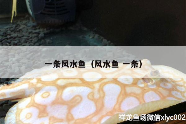 一條風(fēng)水魚(yú)（風(fēng)水魚(yú)一條） 魚(yú)缸風(fēng)水 第2張