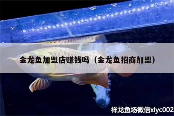 金龍魚加盟店賺錢嗎（金龍魚招商加盟） 黃金貓魚