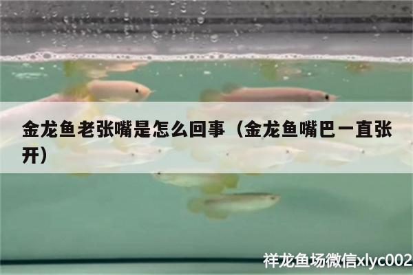 金龍魚老張嘴是怎么回事（金龍魚嘴巴一直張開） 金老虎魚