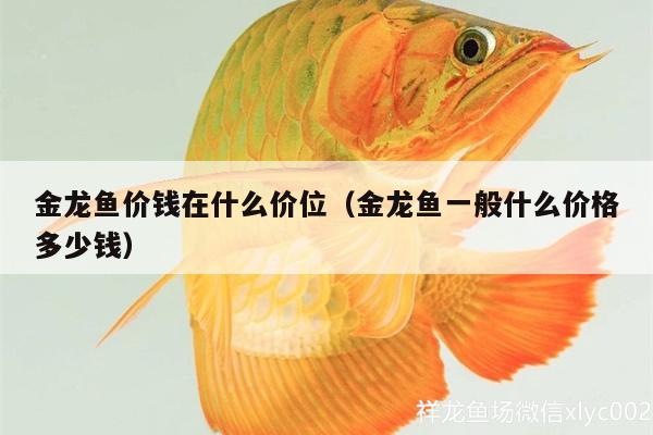 金龍魚價錢在什么價位（金龍魚一般什么價格多少錢）