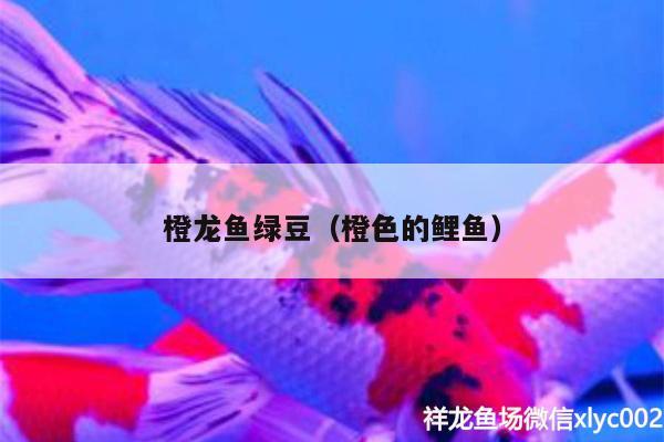 橙龍魚綠豆（橙色的鯉魚）