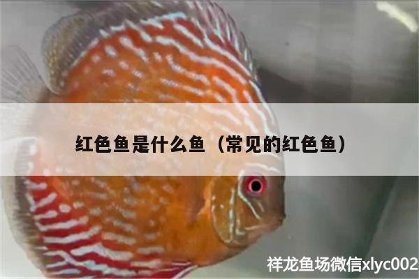 紅色魚(yú)是什么魚(yú)（常見(jiàn)的紅色魚(yú)） 水族維護(hù)服務(wù)（上門(mén)） 第2張