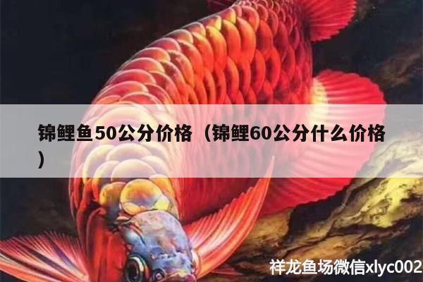 錦鯉魚50公分價(jià)格（錦鯉60公分什么價(jià)格） 新加坡號(hào)半紅龍魚（練手級(jí)紅龍魚）