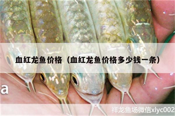 血紅龍魚價(jià)格（血紅龍魚價(jià)格多少錢一條） 豹紋夫魚苗