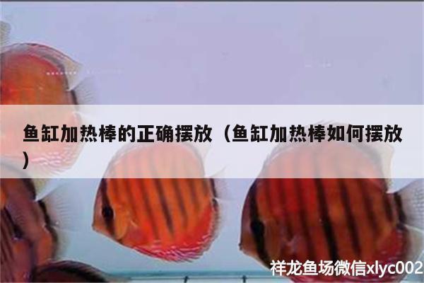 魚缸加熱棒的正確擺放（魚缸加熱棒如何擺放） 新加坡號(hào)半紅龍魚（練手級(jí)紅龍魚）