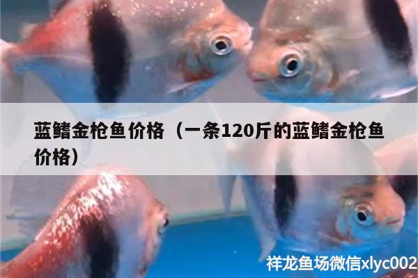 藍鰭金槍魚價格（一條120斤的藍鰭金槍魚價格） 細線銀版魚