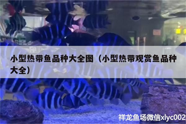 小型熱帶魚品種大全圖（小型熱帶觀賞魚品種大全）