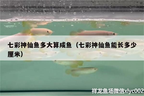 七彩神仙魚多大算成魚（七彩神仙魚能長多少厘米）