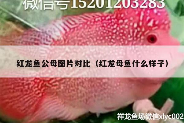 紅龍魚公母圖片對(duì)比（紅龍母魚什么樣子）