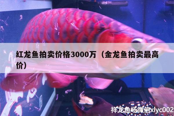 紅龍魚(yú)拍賣價(jià)格3000萬(wàn)（金龍魚(yú)拍賣最高價(jià)）