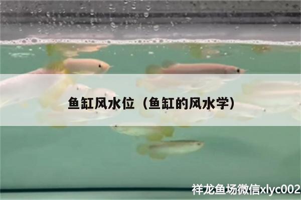 魚缸風水位（魚缸的風水學）