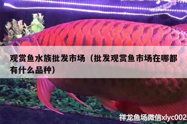 觀賞魚水族批發(fā)市場(chǎng)（批發(fā)觀賞魚市場(chǎng)在哪都有什么品種）