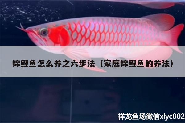 錦鯉魚怎么養(yǎng)之六步法（家庭錦鯉魚的養(yǎng)法） 印尼紅龍魚