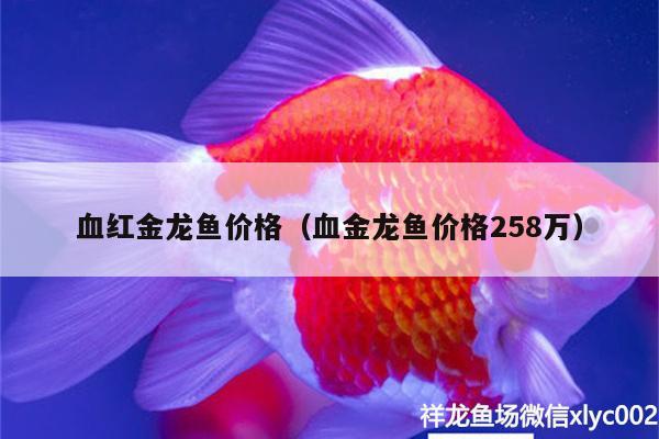 血紅金龍魚價格（血金龍魚價格258萬） 觀賞魚批發(fā)