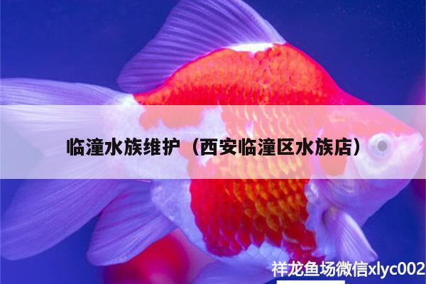 臨潼水族維護(hù)（西安臨潼區(qū)水族店）