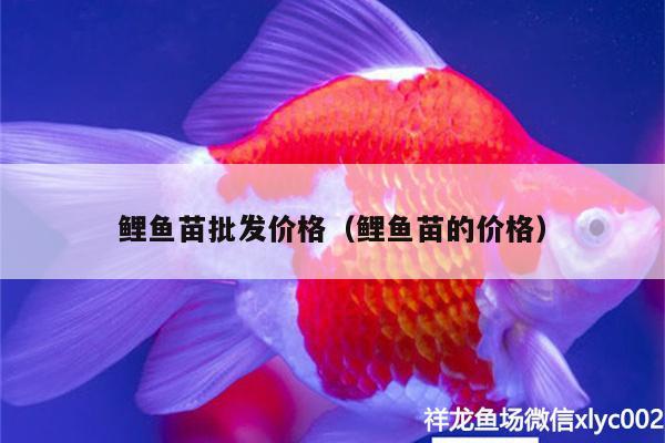 鯉魚苗批發(fā)價格（鯉魚苗的價格） 小型觀賞魚