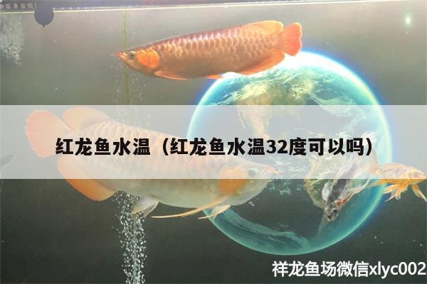 紅龍魚水溫（紅龍魚水溫32度可以嗎）