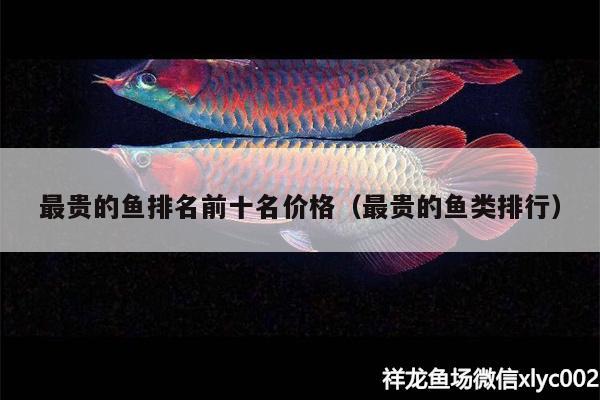 最貴的魚排名前十名價(jià)格（最貴的魚類排行）