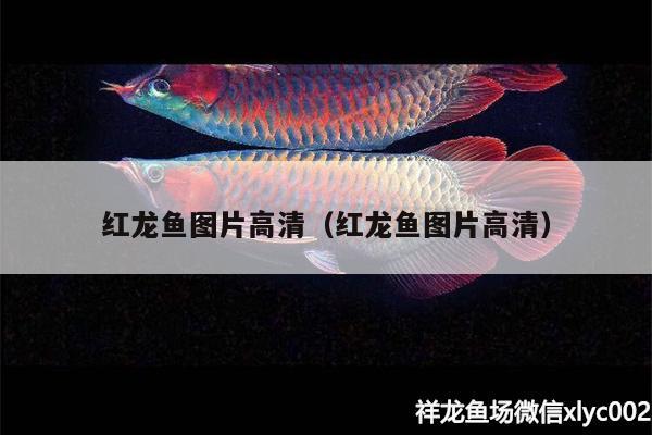 紅龍魚圖片高清（紅龍魚圖片高清）