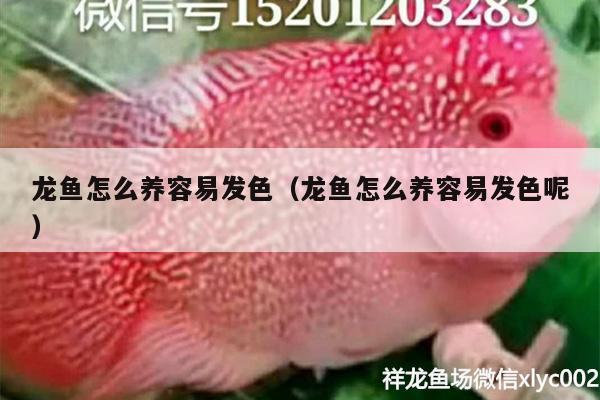 龍魚怎么養(yǎng)容易發(fā)色（龍魚怎么養(yǎng)容易發(fā)色呢）