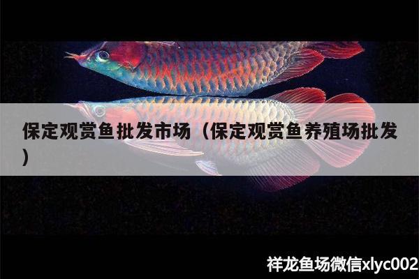 保定觀賞魚批發(fā)市場（保定觀賞魚養(yǎng)殖場批發(fā)）