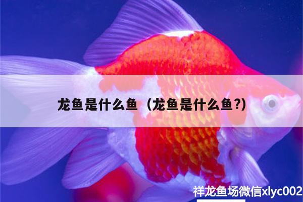 龍魚是什么魚（龍魚是什么魚?） 奈及利亞紅圓點(diǎn)狗頭