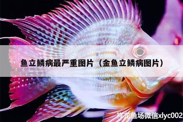 魚(yú)立鱗病最嚴(yán)重圖片（金魚(yú)立鱗病圖片）