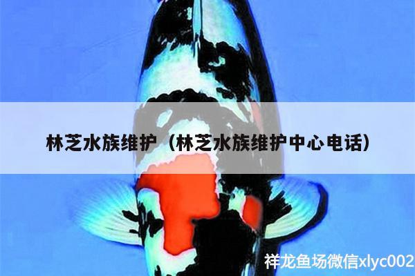 林芝水族維護（林芝水族維護中心電話） 印尼小紅龍