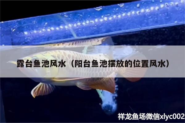 露臺(tái)魚池風(fēng)水（陽(yáng)臺(tái)魚池?cái)[放的位置風(fēng)水）