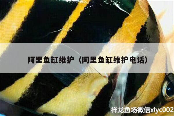 阿里魚(yú)缸維護(hù)（阿里魚(yú)缸維護(hù)電話） 觀賞魚(yú)飼料