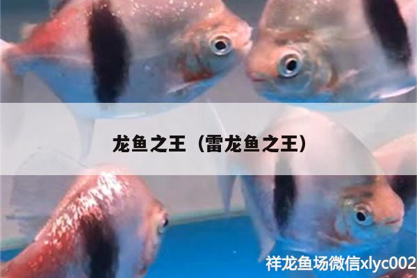 龍魚之王（雷龍魚之王）