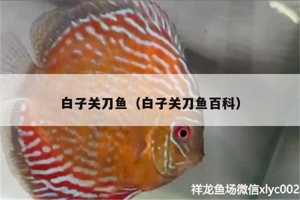 白子關(guān)刀魚（白子關(guān)刀魚百科） 白子關(guān)刀魚