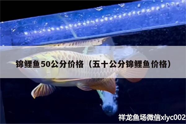 錦鯉魚(yú)50公分價(jià)格（五十公分錦鯉魚(yú)價(jià)格） 新加坡號(hào)半紅龍魚(yú)（練手級(jí)紅龍魚(yú)）