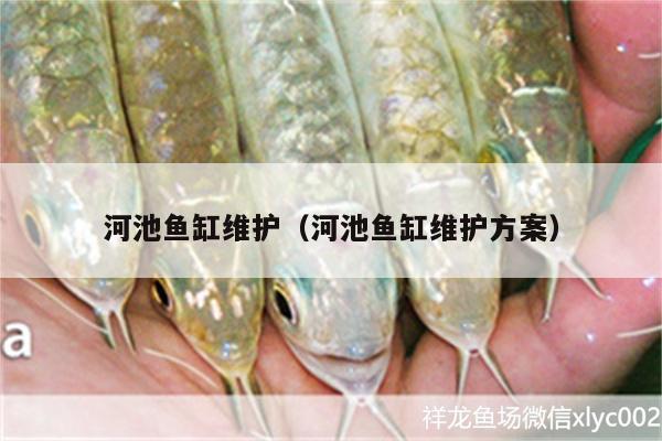 河池魚(yú)缸維護(hù)（河池魚(yú)缸維護(hù)方案） 白子銀龍魚(yú)苗